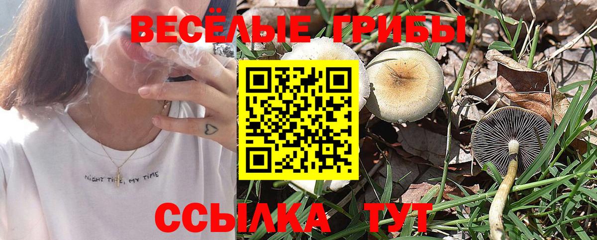 Псилоцибиновые грибы Psilocybine cubensis Алексин